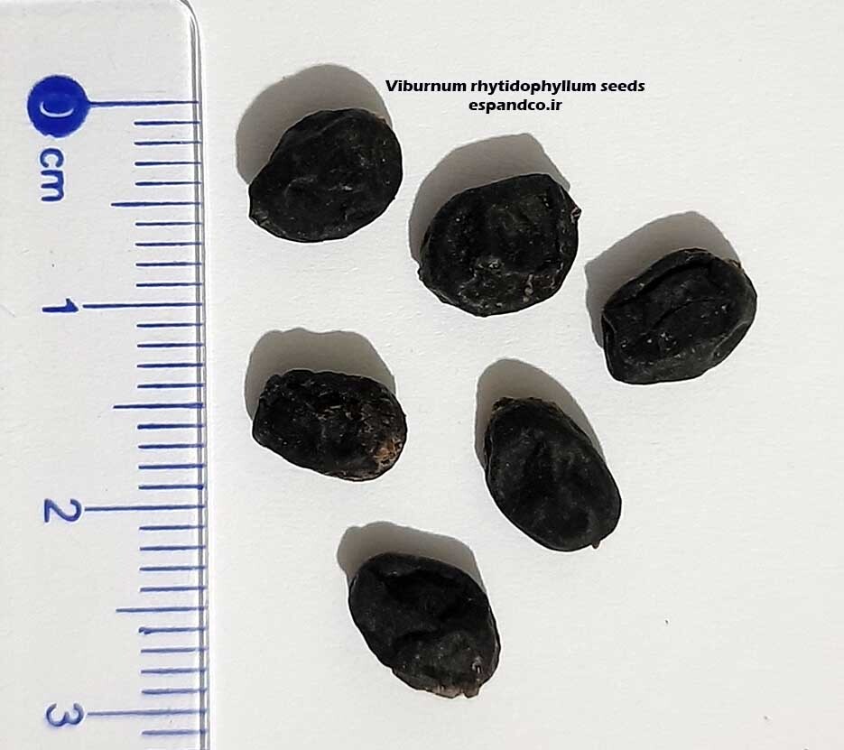 Viburnum rhytidophyllum seeds